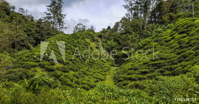 Picture of Tea Plantation overlooking layered hills in Malaysia Far East